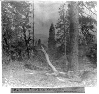 Forest View in the Sierras - Central Pacific Railroad LCCN2002723143