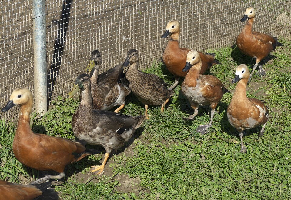 Waterfowl poultry breeding aquatic animals