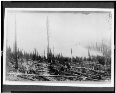 Forest burning, Wallowa National Forest, Wallowa County, Oregon LCCN90715427 photo