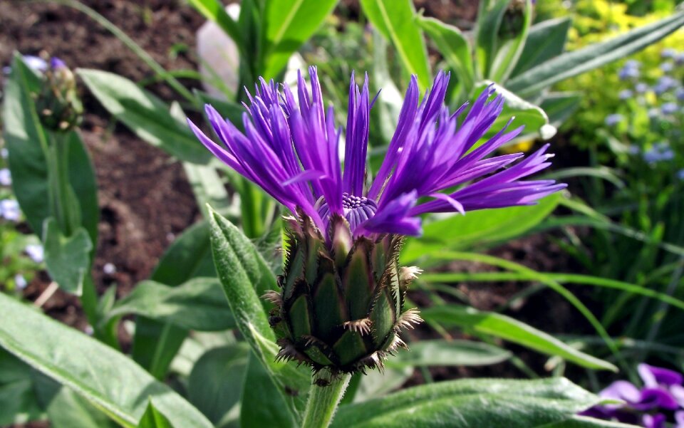 Flower cornflower leaf