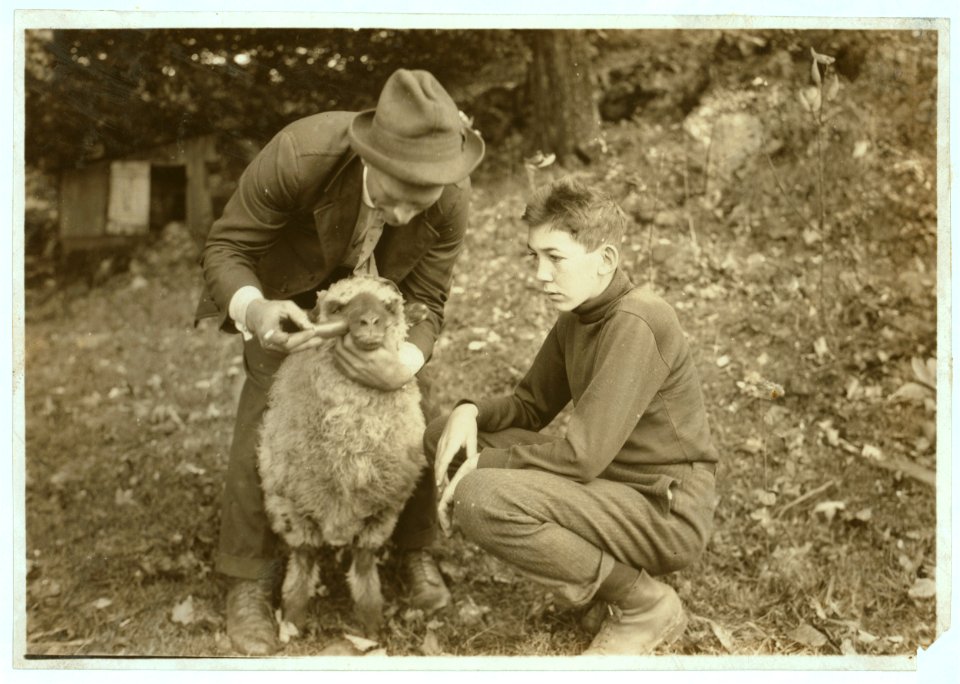 Forest Kellison, 4 H Club member treating his sheep for internal parasites under direction of Harold Willey, Farm Bureau Agent. 250 of these club boys and girls in the county. (See Photo No. LOC nclc.04427
