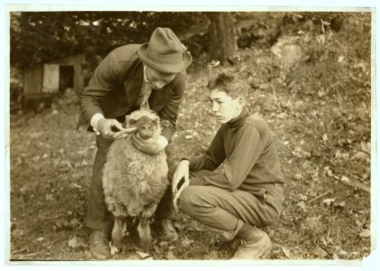 Forest Kellison, 4 H Club member treating his sheep for internal parasites under direction of Harold Willey, Farm Bureau Agent. 250 of these club boys and girls in the county. (See Photo No. LOC nclc.04427