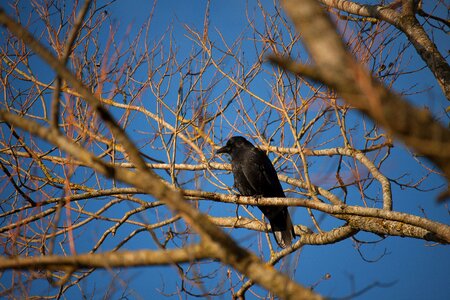 Raven bird birds black photo
