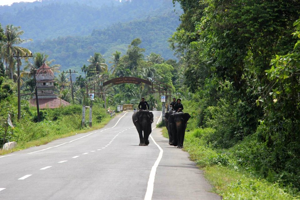 Forest rangers ride elephants to patrol the area around the Trumon Corridor. (17821832184)