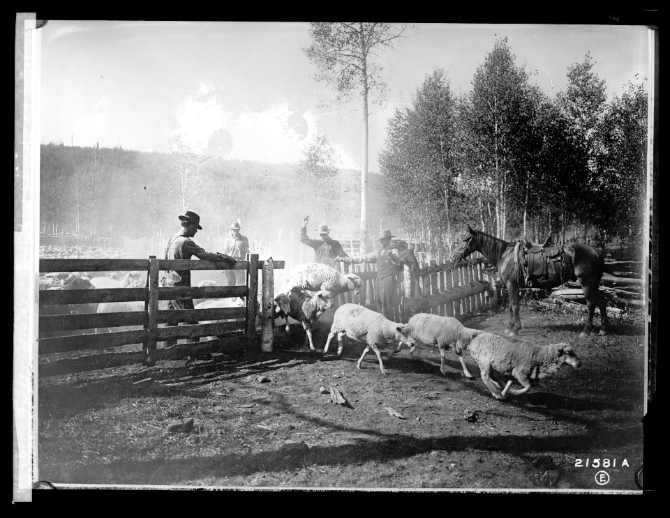 Forest Service- counting sheep LCCN2016852290