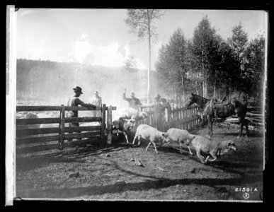 Forest Service- counting sheep LCCN2016852290