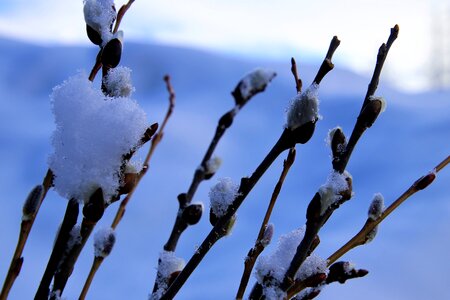 Winter nature frost