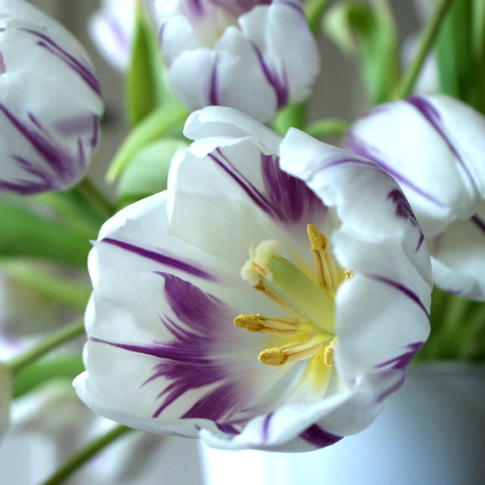 Tulip easter garden