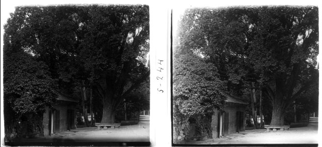 Gran arbre al parc del Retiro