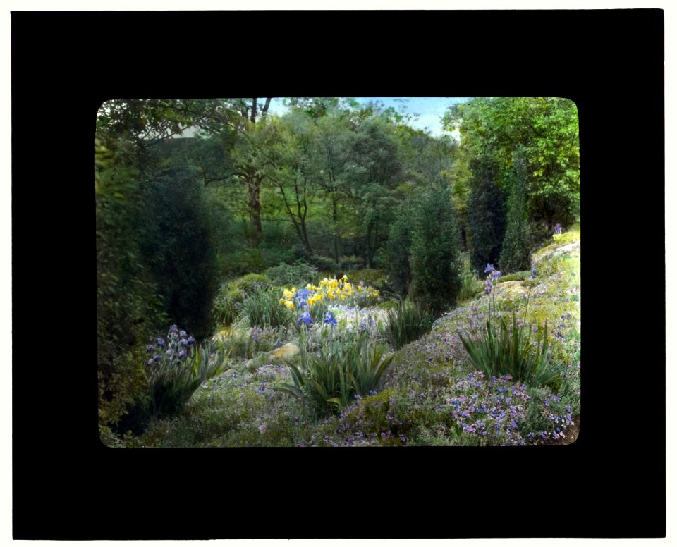 Graham Nichols house, Greenwich, Connecticut. Iris and daffodil in rock garden LCCN2008675989