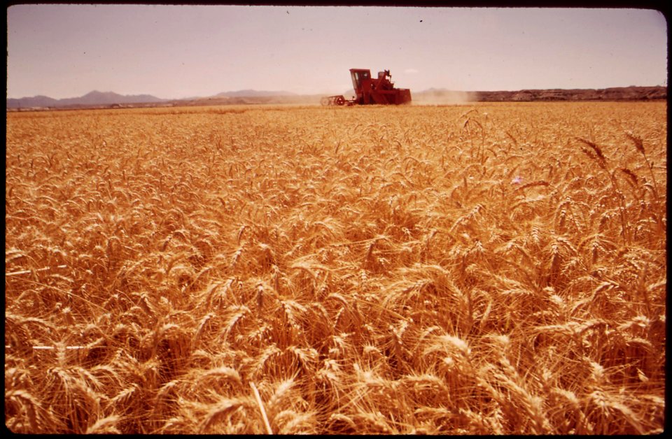 Grain-harvester-in-the-palo-verde-valley-the-field-lies-200-yards-from-the-colorado-river-may-1972 7136380761 o