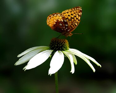 Insect white flower orange butterfly photo