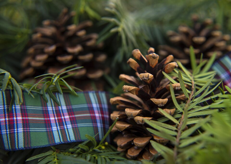 Christmas evergreen season