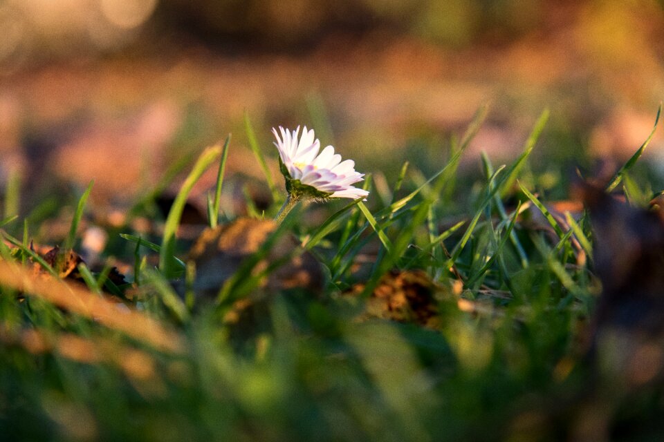 Flower pointed flower white blossom