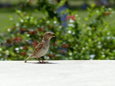 Hungry bird lisbonne