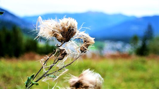 Wind wilted dry plants