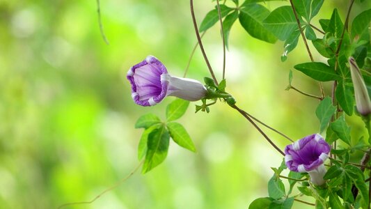Morning glory plant vines