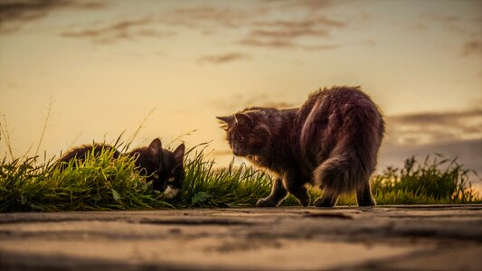 Nature outdoors mammal
