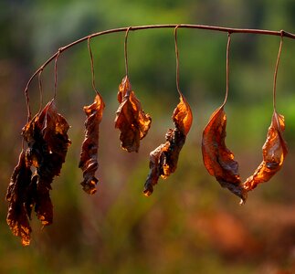 Red autumn nature
