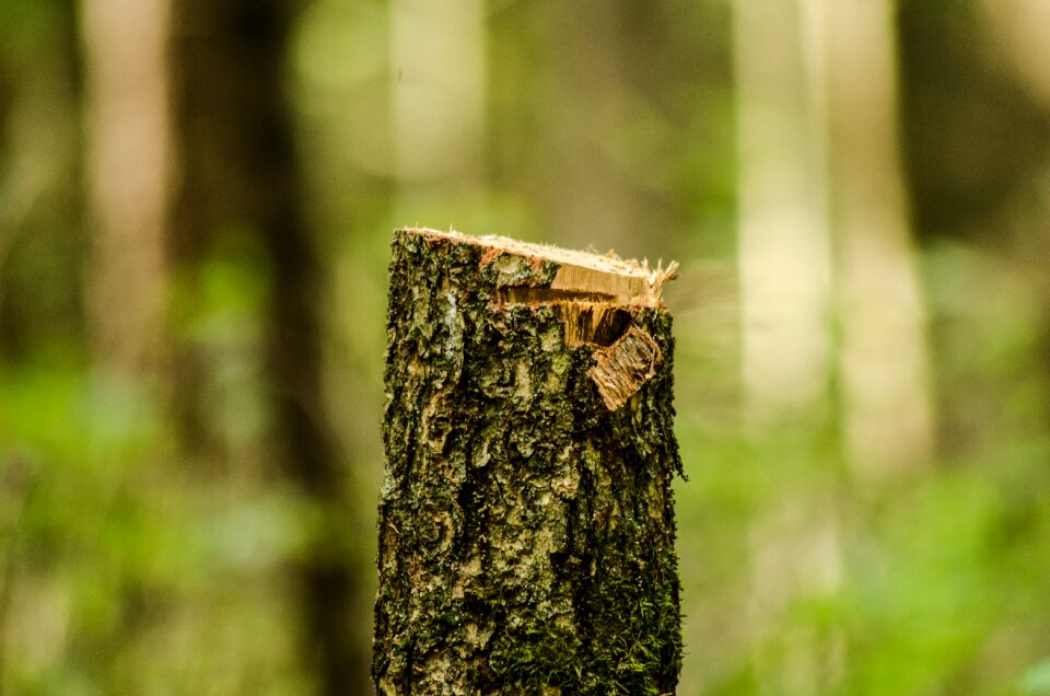 Trunk cut tree photo