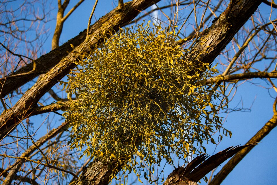 Tree plant parasitic tree winter