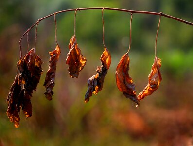 Red autumn nature