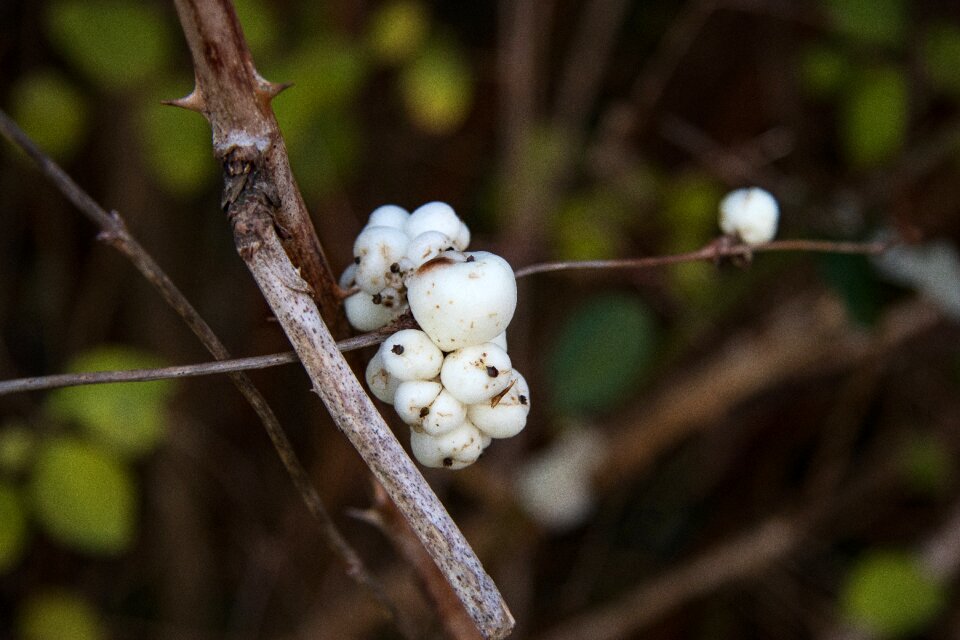 Pop berries white branch