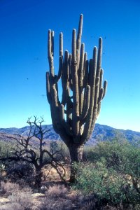 Grand-daddy, the largest saguaro photo