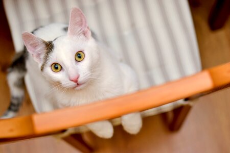 Sitting cat cat's eyes charming photo