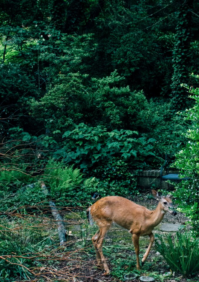 Wildlife nature forest