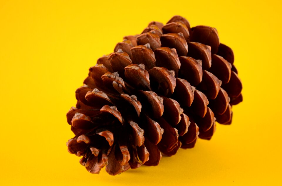 No one wallpaper cone