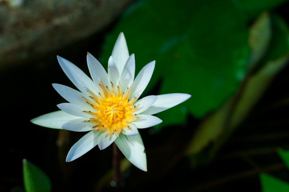 Nature background water