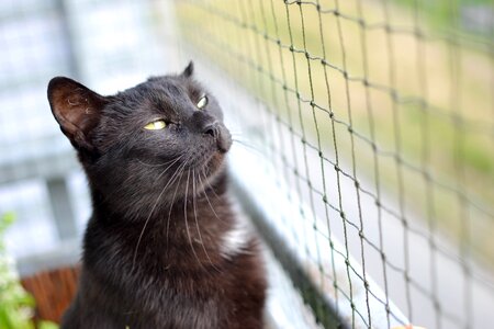 Golden eyes cat staring domestic cat photo