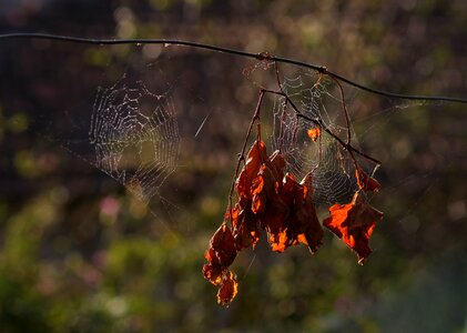 Red autumn nature