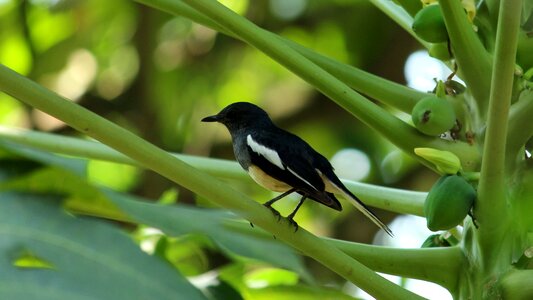 Bird little leaf photo