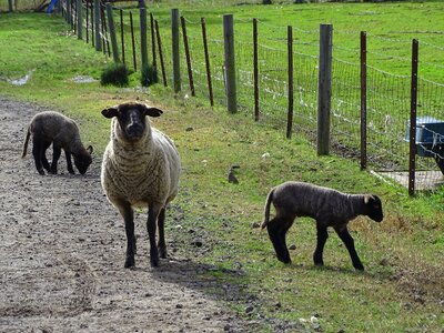 Lamb wool farming photo