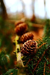 Pine pine cones pine branch photo