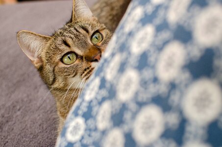 A cat with curiosity cat's eyes tabby photo