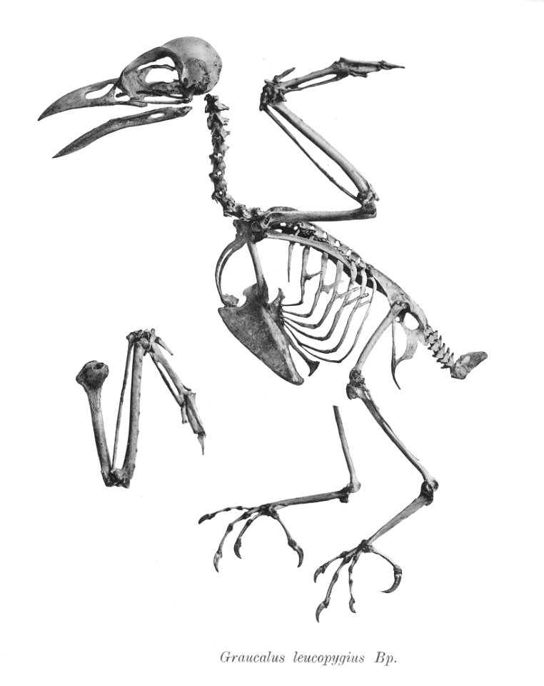 Graucalus leucopygius 166