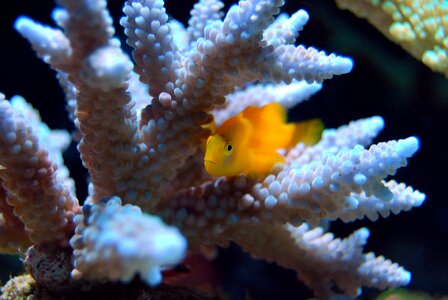 Underwater water fish photo