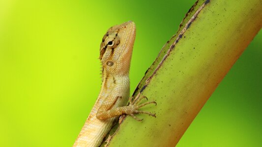 Animal closeup lizard