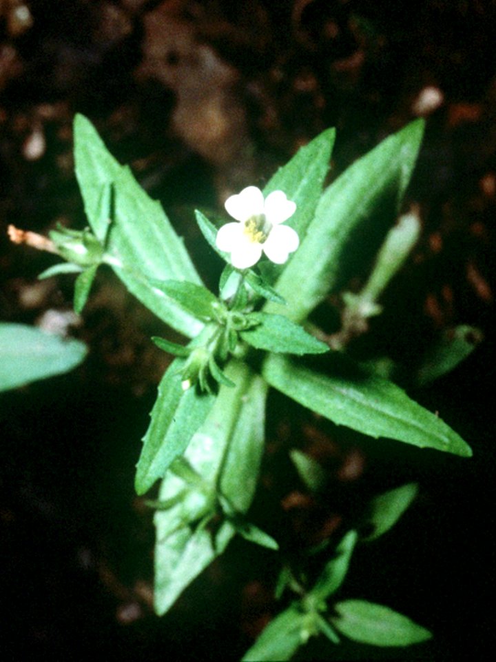 Gratiola neglecta NRCS-1