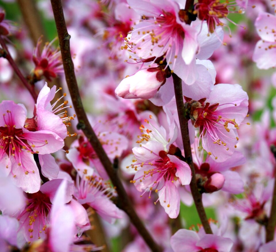 Cherry wood tree branch
