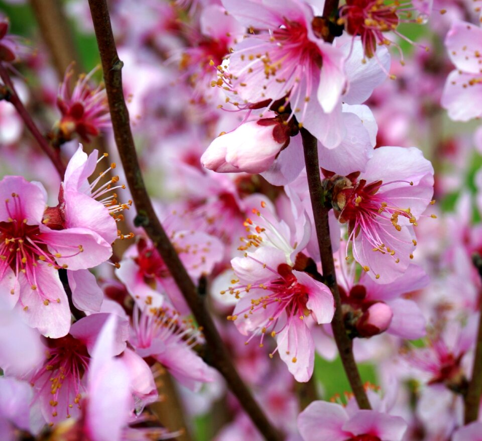 Cherry wood tree branch photo