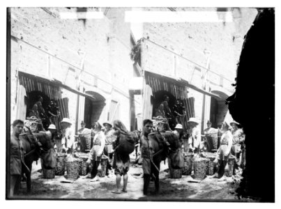 Grapes for wine; loading grapes in Rishon LOC matpc.11448