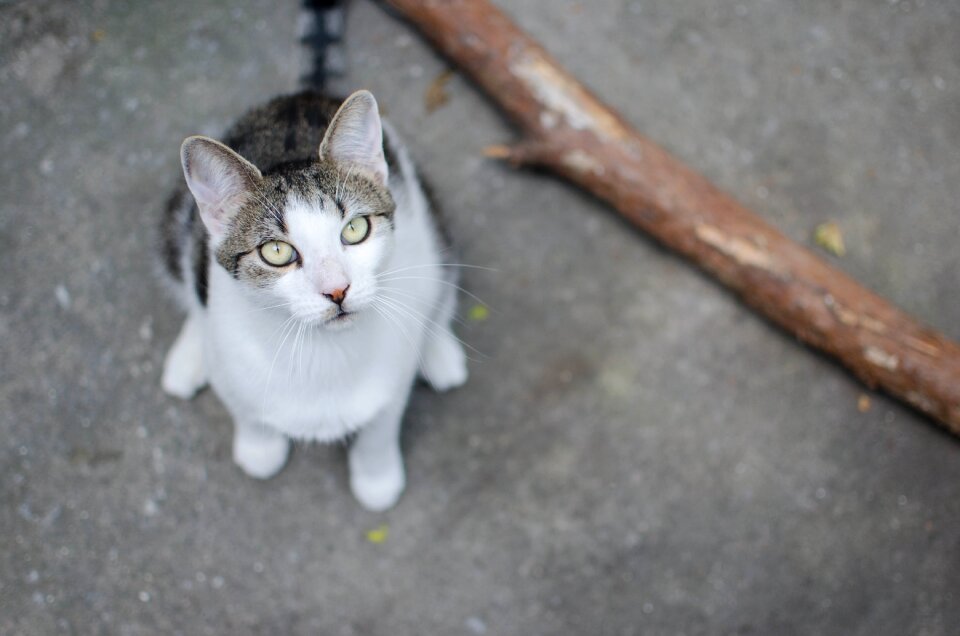 Looking cat sitting cat a normal cat