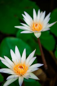 Nature background water