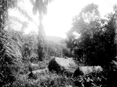 Gravar i Toro. Central-Celebes. Sulawesi. Indonesien - SMVK - 000292