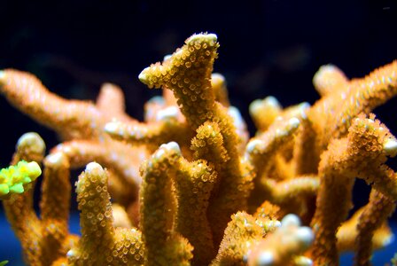 Underwater marine ocean photo