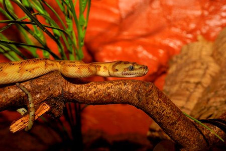 Scale portrait constrictor photo